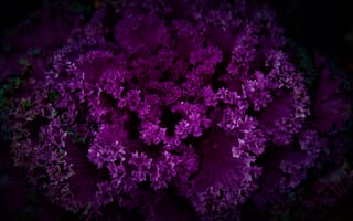 Картинка фиолетовое растение, темный, цветочный, фиолетовые цветы, шаблон, 5к, красивый