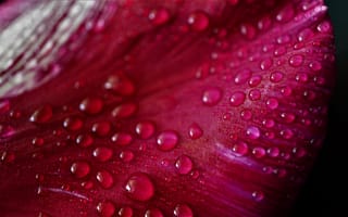 Картинка лепесток розового тюльпана, тюльпан цветок, красивый, 5к, капли воды, крупным планом, макрос, весна, капли росы, яркий, шаблон