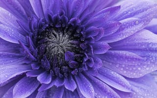 Картинка фиолетовые цветы, крупным планом, капли воды, лепестки, 5к, капли росы, Флора, весна, цвести, макрос