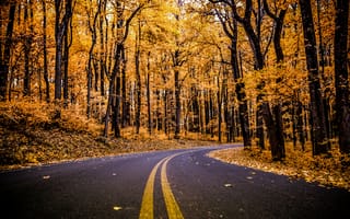 Картинка национальный парк Шенандоа, Вирджиния, падать, пейзаж, раннее утро, 5к, осенние деревья, пустая дорога, Соединенные Штаты, красивый, осень