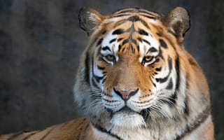 Картинка бенгальский тигр, портрет, крупным планом