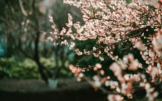 Картинка вишня в цвету, боке, размытие, весна, выборочный фокус, 5к, 8k, розовые цветы