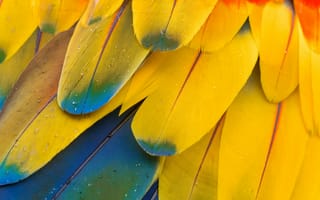 Картинка перья ара, шаблон, макрос, текстура, красочный, алый ара, многоцветный, капли воды, крупным планом