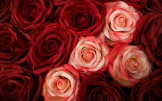 Картинка красные розы, белые розы, красивый, цвести, 5к, цветочный, крупным планом, весна