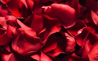 Картинка Красная роза, лепестки роз, красный, цветочный