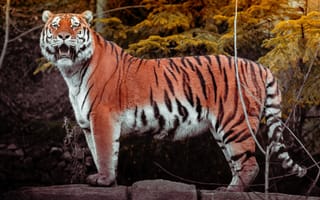 Картинка тигр, большой кот, хищник, лес, 5к, гулять пешком, зоопарк, панорамный, дикая природа