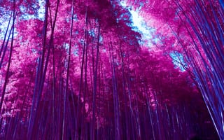 Картинка Бамбуковая роща Арасияма, бамбуковый лес, инфракрасный, Киото, Япония