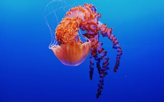 Картинка медуза, Аквариум Монтерей Бэй, 5к, под водой, Калифорния, Монтерей
