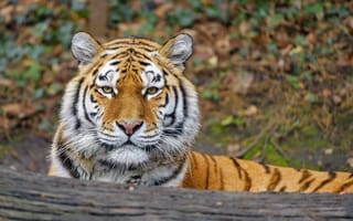 Картинка сибирская тигрица, большой кот, дикое животное, хищник, лежа, лес, 5к, амурский тигр, зоопарк, в главной роли
