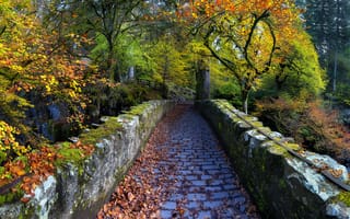 Картинка старый мост через реку браан, Эрмитаж, опавшие листья, Шотландия, пейзаж, осенние деревья, 5к, путь, Данкельд