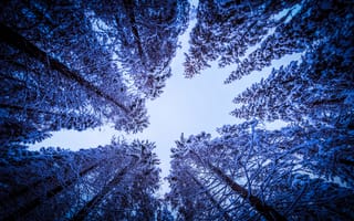 Картинка заснеженные деревья, лес, времена года, глядя на небо, 5к, вверх, зима