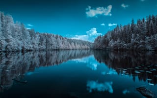 Картинка лес, инфракрасное зрение, голубое небо, водное пространство, сосны, 5к, зеркальное озеро, 8k, пейзаж, отражение
