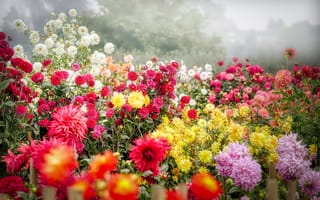 Картинка цветок дахила, цвести, красочный, цветник, 5к, туман, цветочный