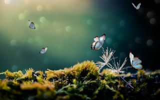 Картинка белые бабочки, мистический лес, размытие, выборочный фокус, мох, 5к