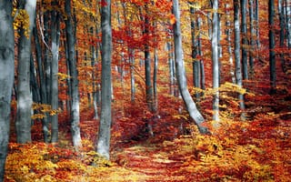 Картинка осенний лес, леса, падать, деревья, пейзаж, красочный, времена года, листва