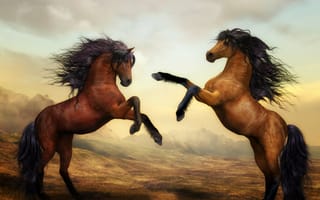 Картинка дикие лошади, пара, жеребец, грива, красивый, цифровая краска, коричневые лошади