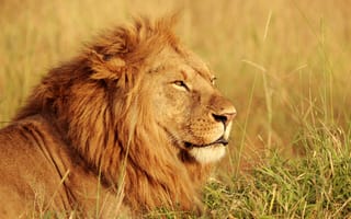 Картинка Африканский лев, большой кот, хищник, сафари, портрет, дикое животное