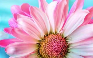 Картинка розовая ромашка, макрос, крупным планом, лепестки, 5к, Флора, весна, цвести