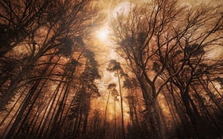 Картинка леса, лес, 5к, цифровая композиция, высокие деревья, пейзаж, огненный эффект