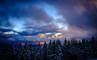 Картинка заснеженные деревья, зима, сумерки, 5к, облачное небо, живописный