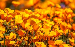 Картинка цветы мака, цветочный, цвести, желтые цветы, 5к, весна, 8k
