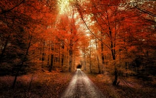 Картинка осенний лес, проход, времена года, пейзаж, 5к, грязная дорога