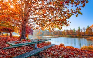Картинка осень осень, клен, пейзаж, деревянная скамейка, Осенние листья, озеро, Солнечный лучик, водное пространство, 5к, листва