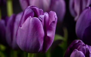 Картинка фиолетовые тюльпаны, крупным планом, весна, боке, сад, цвести, лепестки, макрос, 5к