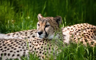 Картинка гепард, трава, красота, дикие животные, Кёльнский зоологический сад, Германия