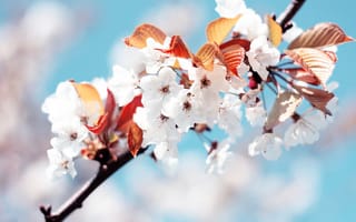 Картинка вишня в цвету, вишневые цветы, белые цветы, весна, Франция
