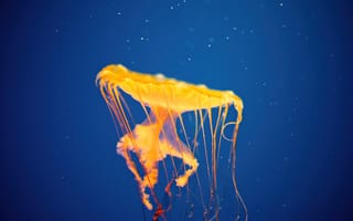 Картинка медуза, национальный аквариум, синий, Балтимор, эстетический, под водой, Мэриленд