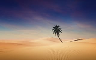 Картинка Пальма, пустыня, чистое небо, песчаные дюны, Солнечный день, тень