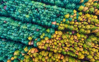Картинка осенний сезон, Мамхедский лес, аэрофотосъемка, осенние деревья, красочный