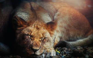 Картинка спящий лев, большой кот, хищник, дикое животное, портрет