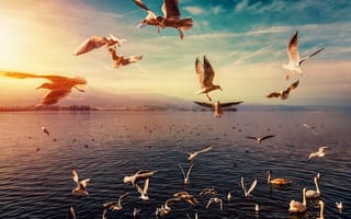 Картинка чайки, озеро, Солнечный лучик, лебеди, летающие птицы, 5к, морские птицы, утреннее солнце
