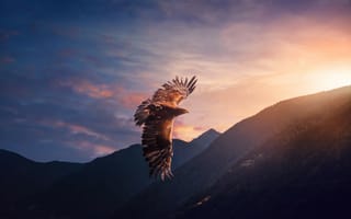 Картинка орел, закат, горы, вечернее небо, 5к, Солнечный лучик, летящая птица, хищные птицы