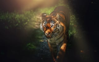 Картинка тигр, большой кот, хищник, в главной роли, 5к, лес, дикое животное