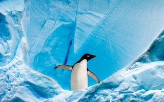 Картинка пингвин, айсберг, Антарктида, Арктический