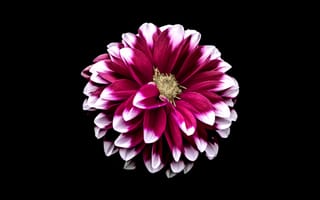 Картинка цветок георгин, черный, 5к