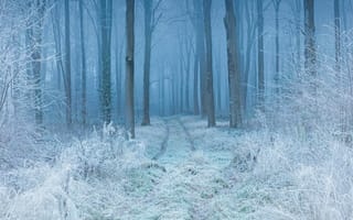 Картинка зима, лес, туман, мороз, деревья, путь, заснеженный, 5к