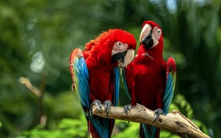 Картинка ара птицы, пара, 5к, тропический, красочный, джунгли, люблю птиц, боке