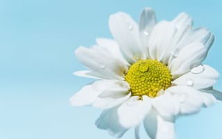 Картинка белая ромашка, цветок ромашка, капли воды, белый цветок