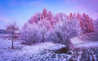 Картинка зимний лес, деревья, утро, мороз, восход, заснеженный, Польша, пейзаж, конари