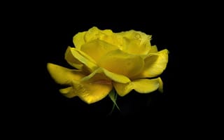 Картинка желтая роза, желтый цветок, черный, Роза, 5к, капли росы, амолед, капли