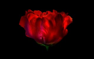 Картинка Красная роза, красный цветок, амолед, капли, Роза, черный, капли росы, 5к