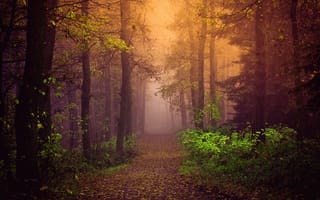 Картинка лес, осень, туман, осенний лес, путь, пейзаж, деревья, листва