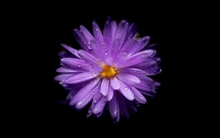 Картинка цветок астры, фиолетовый цветок, 5к, амолед, черный