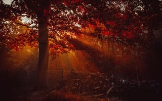 Картинка осень, лес, деревья, красный, Солнечный лучик