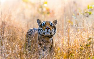 Картинка дикий тигр, национальный парк канха, Индия, 5к