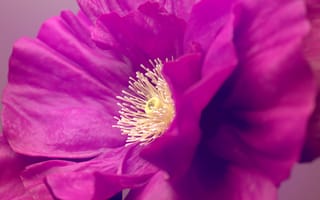 Картинка цветы гибискуса, розовый цветок, макрос